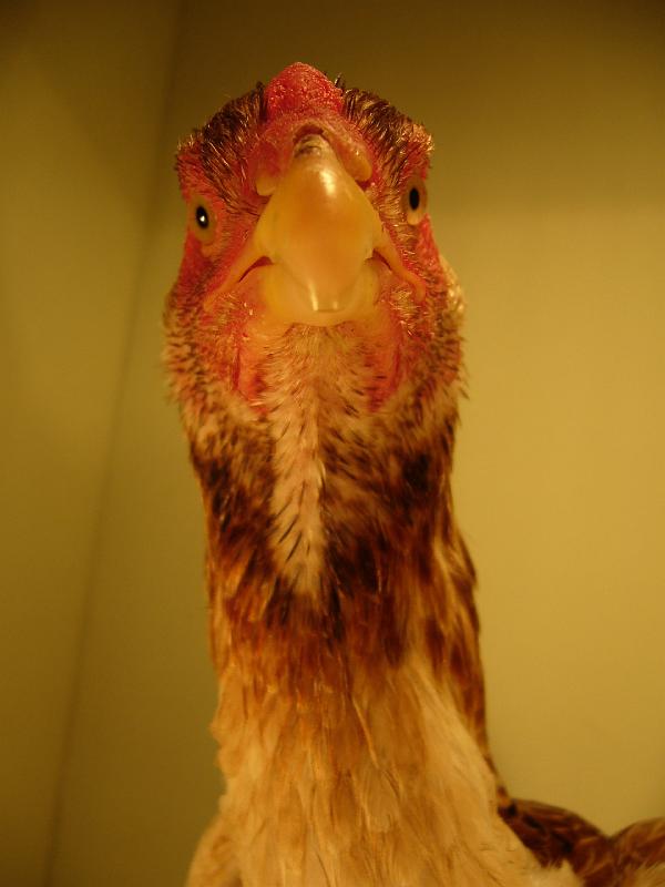 Muenster 2008 674.jpg - Maleien gold-weizenfarbig von ZG. Gösken Preis sg 94 Z